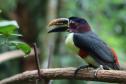 AVES DIVERSAS, COLORIDAS EM VIVEIRO EM FOZ DO IGUAÇU