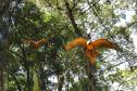 AVES DIVERSAS, COLORIDAS EM VIVEIRO EM FOZ DO IGUAÇU