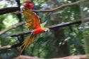 AVES DIVERSAS, COLORIDAS EM VIVEIRO EM FOZ DO IGUAÇU