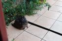 Coruja resgatada por técnicos do IAT está sob cuidados de veterinários da Unioeste, em Guarapuava.