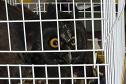 Coruja resgatada por técnicos do IAT está sob cuidados de veterinários da Unioeste, em Guarapuava.