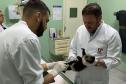 MACACO-PREGO COM FÊMUR QUEBRADO PASSA POR ATENDIMENTO