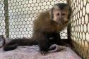 MACACO-PREGO COM FÊMUR QUEBRADO PASSA POR ATENDIMENTO