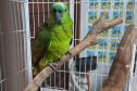 Dos 762 animais que deram entrada no CAFS de Guarapúava entre outubro de 2020 e maio de 2023, 538 eram aves – 70% do total. Predominância resultou em um Trabalho de Conclusão de Curso (TCC) dentro da Unicentro