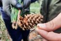 Instituto Água e Terra estabeleceu novos procedimentos para o cultivo para fins comerciais de pinus, gramíneas, árvores frutíferas, plantas ornamentais e para sombreamento e acácia-negra, todas consideradas plantas exóticas invasoras no Paraná. 
