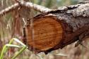 Instituto Água e Terra estabeleceu novos procedimentos para o cultivo para fins comerciais de pinus, gramíneas, árvores frutíferas, plantas ornamentais e para sombreamento e acácia-negra, todas consideradas plantas exóticas invasoras no Paraná. 