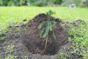 Foto de muda plantada