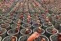 Foto de várias mudas de araucária plantadas