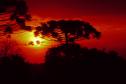 Foto de araucária em frente ao pôr do sol