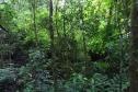 Foto aérea de floresta