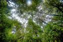 Foto aérea de floresta