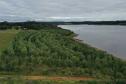 Foto aérea de floresta