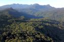 Foto aérea de floresta