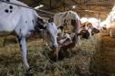 Instituto Água e Terra concedeu a Licença Ambiental de Operação que permite o início da construção de uma nova sede da Frísia Cooperativa Agroindustrial em Ponta Grossa