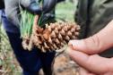 EXTRAÇÃO DE PINUS