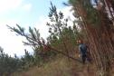 EXTRAÇÃO DE PINUS