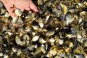 Programa Rio Vivo:Governo do Estado planeja repovoar os rios que cortam o Paraná com 10 milhões de peixes nativos até 2026