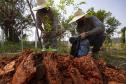 Trabalhadores mexendo na terra