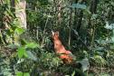 Lobo Guará na floresta