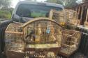 Fotos de pássaros resgatados