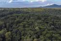 Foto aérea de floresta
