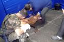 Profissionais prestando atendimento ao Lobo-Guará