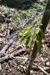 Planta solitária em meio a destroços de madeira