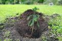 Muda recém plantada no solo