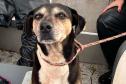 Apoio logístico e resgate de animais: IAT ajuda vítimas da enchente em União da Vitória