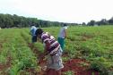 Foto de plantação de baixo risco