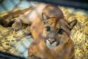 Onça/ puma 