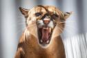 Onça/ puma rugindo