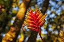 Flor
