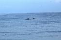 barbatanas de tetrápodes em meio ao mar
