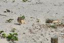 Coruja em meio a praia
