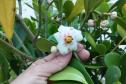 Biologo tocando a vegetação