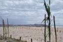 Foto de árvores plantadas na orla