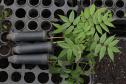 Viveiro do IAT em Morretes produz 22 espécies diferentes de restinga nativa