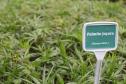 Viveiro do IAT em Morretes produz 22 espécies diferentes de restinga nativa