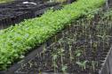 Viveiro do IAT em Morretes produz 22 espécies diferentes de restinga nativa
