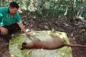 IAT padroniza ações para resgate da fauna silvestre nas cidades e suas proximidades 