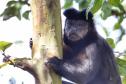 IAT padroniza ações para resgate da fauna silvestre nas cidades e suas proximidades 
