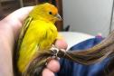 IAT padroniza ações para resgate da fauna silvestre nas cidades e suas proximidades 