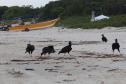 Foto de pássaros na praia