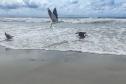 Gaivotas a beira do mar