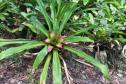 Parques do Paraná têm flora rica e cores exuberantes