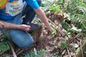Foto de voluntários plantando mudas