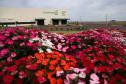 Foto da fábrica atrás de canteiro de flores vermelhas