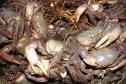 Caranguejos amontoados