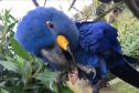 Foto de arara-azul